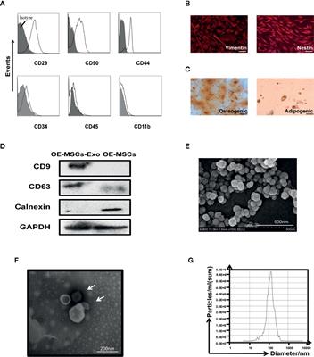 Olfactory Ecto-Mesenchymal Stem Cell-Derived Exosomes Ameliorate Experimental Colitis via Modulating Th1/Th17 and Treg Cell Responses